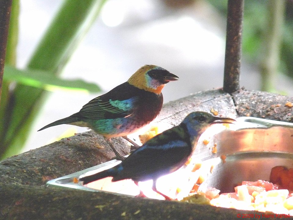2009 Costa Rica